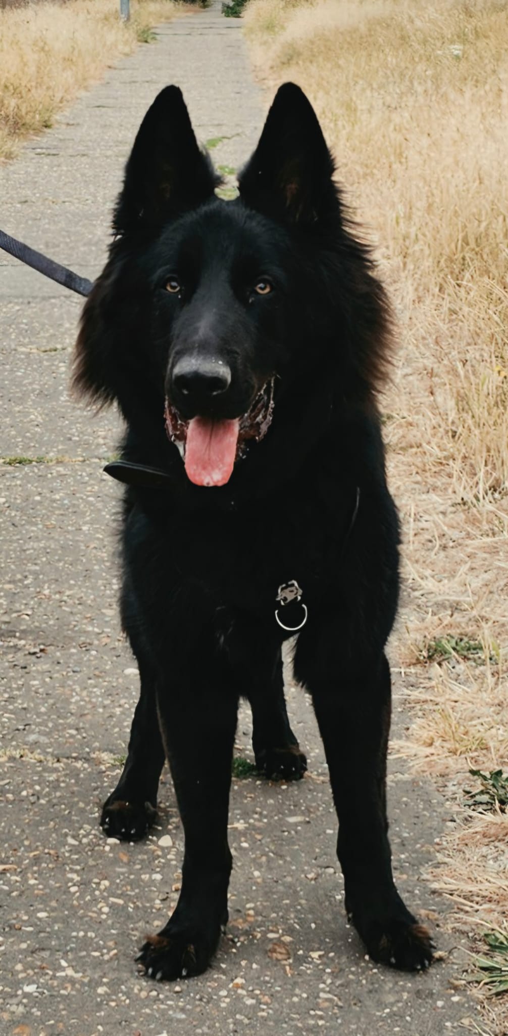 AXEL - ESSEX
